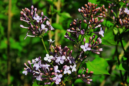 丁香花