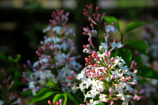 大光圈拍丁香花