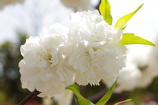 花朵特写