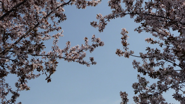 李子花