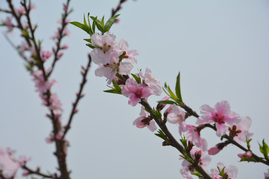 桃花朵朵开