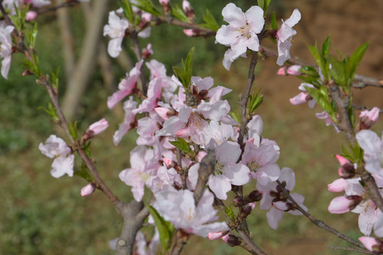 桃花树