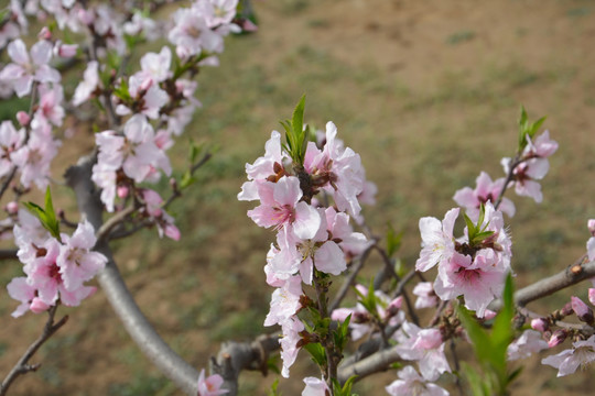 桃花树