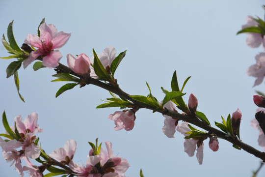 桃花枝