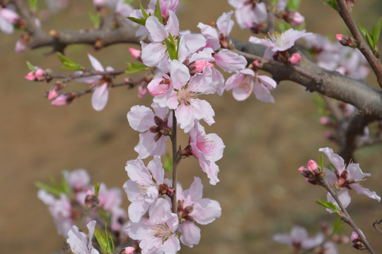 桃花枝