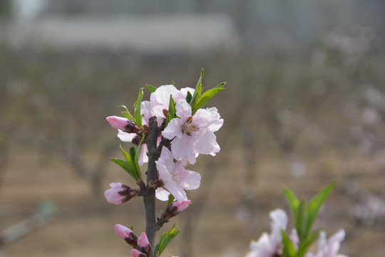 桃花枝