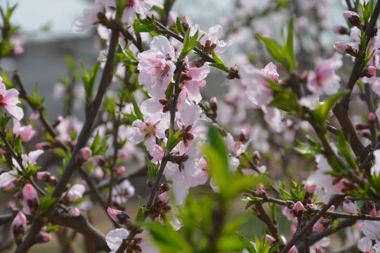 桃花枝