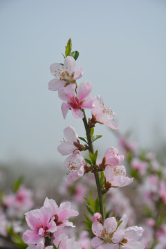 桃花枝