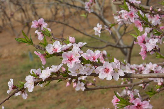 桃花