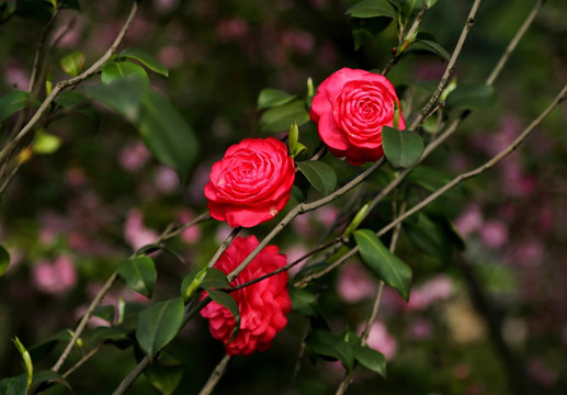 山茶花枝