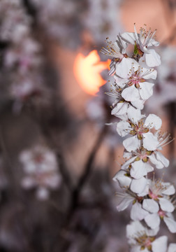 杏花 暖调 朝阳 太阳