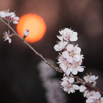 杏花 太阳 夕阳 日暮 暖调