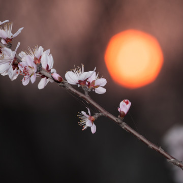 杏花 太阳 夕阳 日暮 暖调