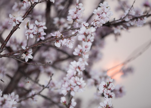 杏花 暖调 朝阳 太阳