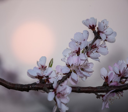 杏花 暖调 朝阳 太阳