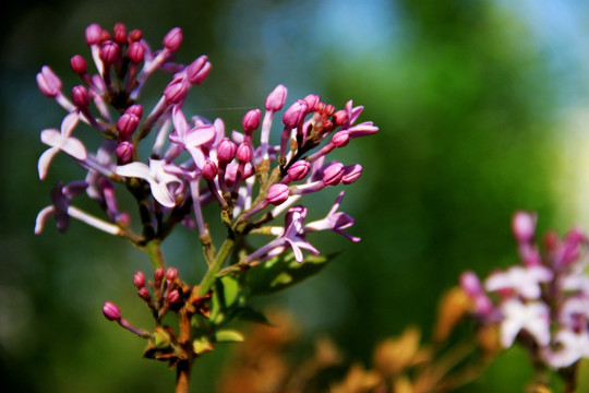 丁香花素材