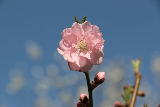 桃花