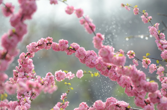 编织美丽的花环