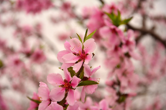 桃花树