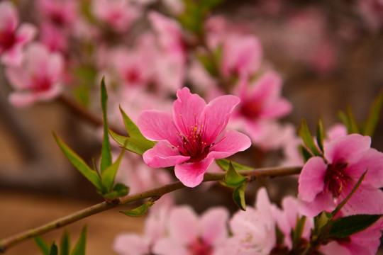 桃花