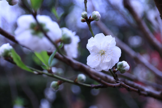 桃花