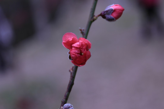 桃花