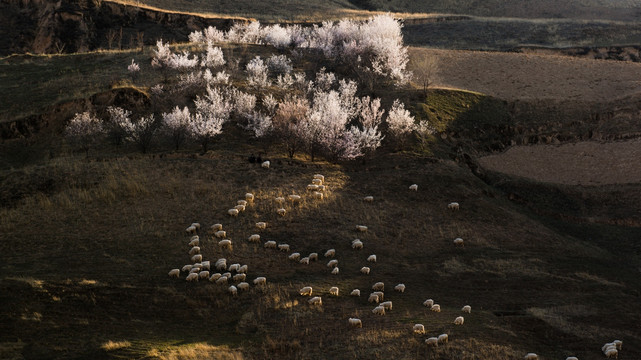 羊 羊群 杏花