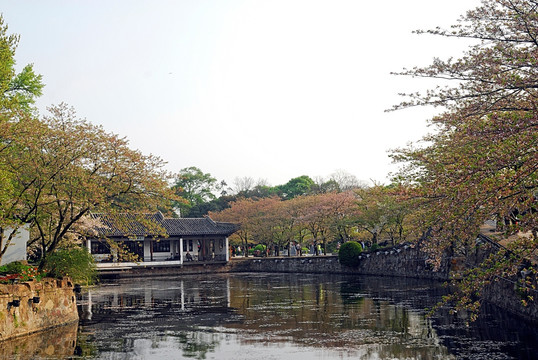 太湖鼋头渚长春桥和樱花