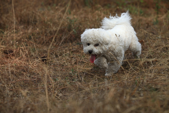 比熊犬 小狗 宠物 小型犬