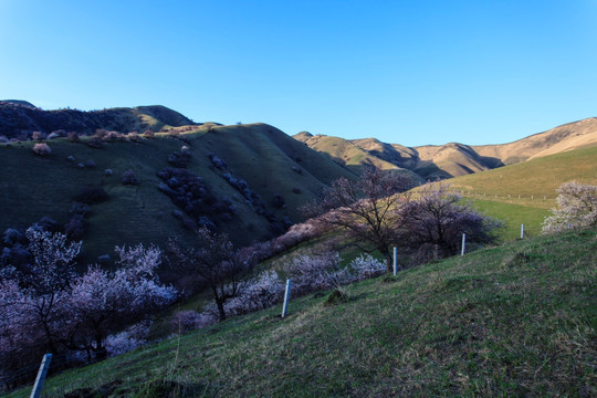 山野