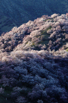 山野