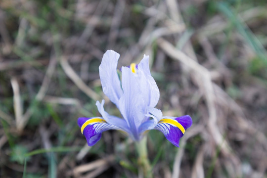 马兰花