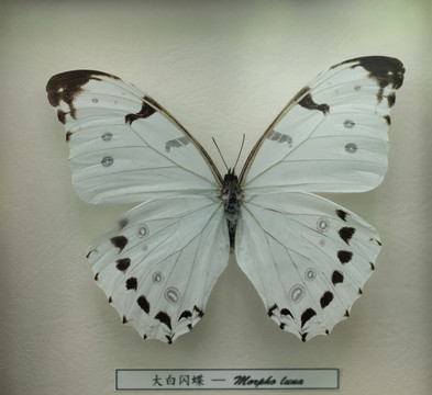 大白闪蝶标本
