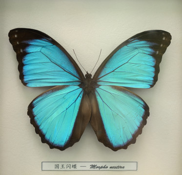 国王蓝闪蝶标本