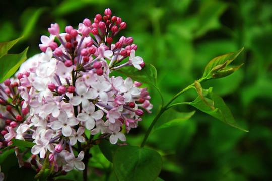 丁香花素材