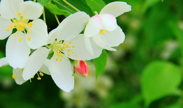 山丁子花