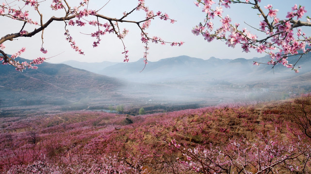 桃花风景