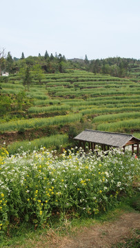 江岭油菜花