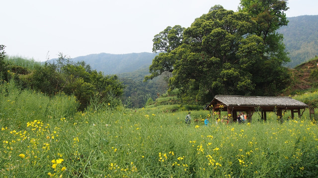 婺源 江岭油菜花