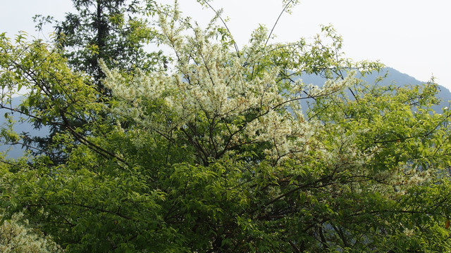 白花檵木