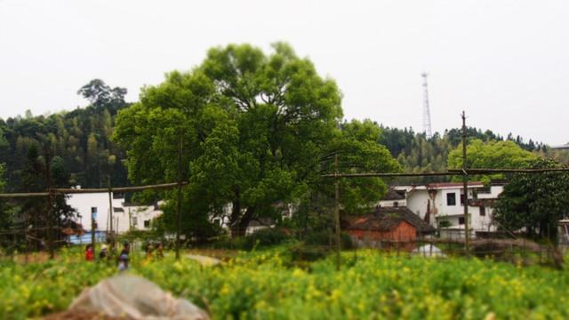 婺源风景