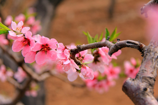 桃花