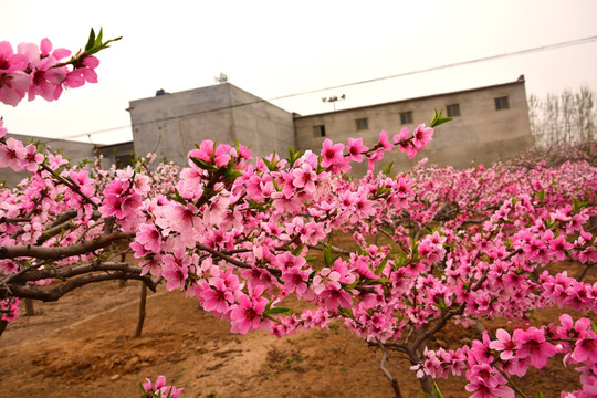 桃花树