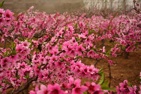 桃花树