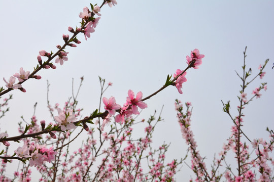 桃花枝