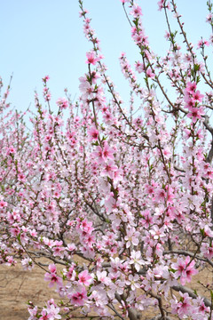 桃花乡