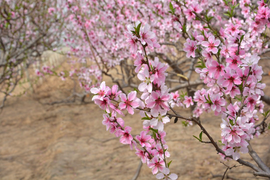 桃花