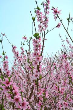 桃花朵朵开