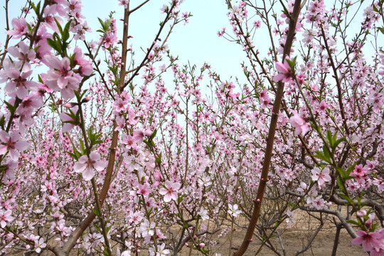 万朵桃花开