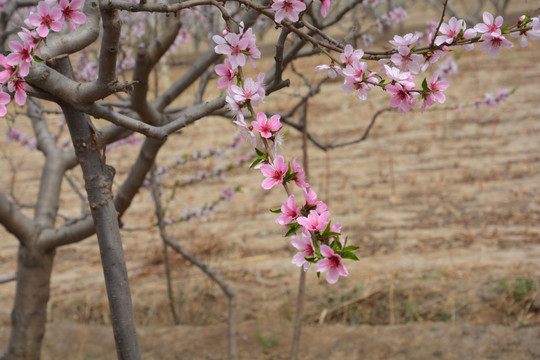 桃花